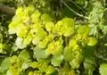 Wechselblättriges Milzkraut (Chrysosplenium alternifolium)