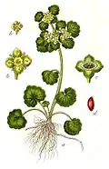 Illustration von Jacob Sturm