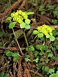 Chrysosplenium pilosum