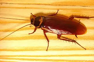 Die Australische Schabe (Periplaneta australasiae) stammt ursprünglich aus Afrika. Auch sie ist in Mitteleuropa nur vereinzelt zu finden.