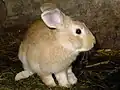 10 Coelho (Hase) 37-38-39-40