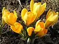 Crocus flavus (F)