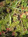 Knospen