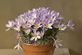 Crocus paschei (F)