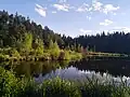 Wald am Hackensee