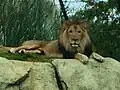 Löwen-Männchen