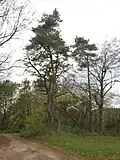 Gerichtskiefer