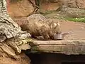 Südlicher Haarnasenwombat (Lasiorhinus latifrons)