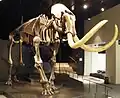Elephas primigenius
