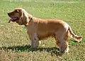 Englischer Cocker Spaniel