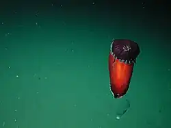 Benthodytes sp.