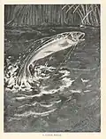 Springender Fisch: A clean Break, 1900