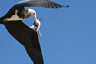Bindenfregattvogel mit einem erbeuteten Rußseeschwalbenküken
