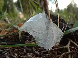 Nahaufnahme einer Frostblume