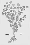Leonhart Fuchs 1543