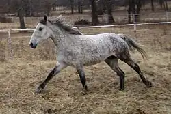 American Bashkir Curly Horse