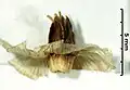 Frucht (Seitenansicht)