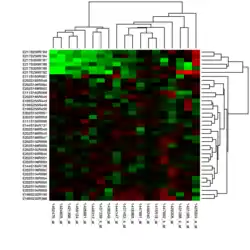 Clusterheatmap in der Genexpressionsanalyse mit Clusterbäumen an den Achsen