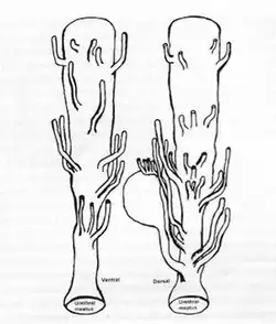 Anatomischer Aufbau der paraurethralen Drüsen einer Frau mit Urethra – Meatus urethrae externus (Bild unten) und den von dorsal bzw. ventral einmündenden Drüsenausfuhrgängen[35]