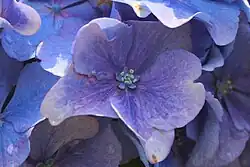 Detailansicht einer einzelnen Lila-Blauen Gartenhortensienblüte mit Staubgefäßen
