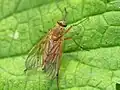 Symphoromyia immaculata