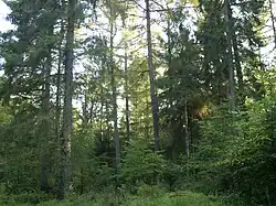 Handewitter Wald, Nadelholzbestand mit gepflanzten Buchen im Unterstand