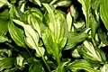 Schneefeder-Funkie (Hosta undulata) infiziert mit Funkien­virus X (HVX)