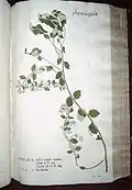 Phylica buxifolia