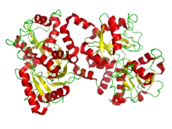 Lactoferrin