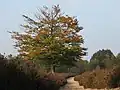 Herbstlandschaft im Gebiet Amerongse Berg