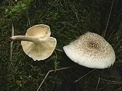 Getigerter Sägeblättling Lentinus tigrinus