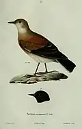 Patagoniensporntyrann Gravur nach Lithografie von Lucien Alphonse Prévost