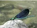 Blauflügel-Prachtlibelle