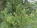 Zweige von Libocedrus bidwillii