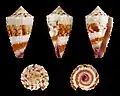 Conus floridulus