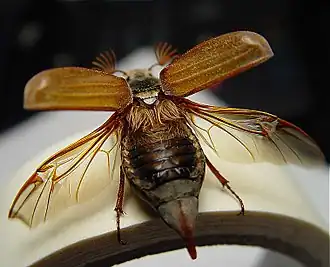 Männlicher Feldmaikäfer (Melolontha melolontha) beim Abflug mit geöffneten Deckflügeln