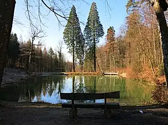 Mittlerer Walcheweiher im Lindbergwald