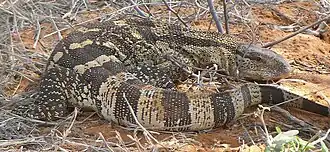 Weißkehlwaran (Varanus albigularis)