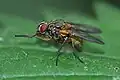 Mydaea corni