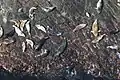 Eine Kegelrobbenkolonie auf einem Felsen vor Mykineshólmur