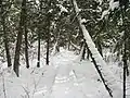Ein Abschnitt im Brule River State Forest.