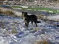 Cane Pastore di Oropa