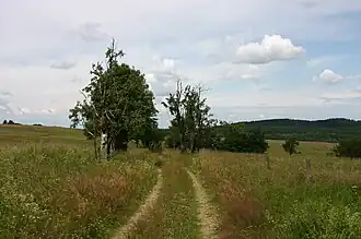 Pastviny in Tschechien, im Hintergrund rechts die Steinkuppe