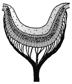 Abb.&nbsp;19 Pigmentbecherauge der Napfschnecke