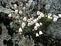 Phyllodoce nipponica
