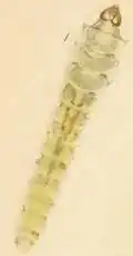 Raupe