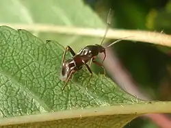 Pilophorus perplexus