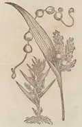 S. 49v