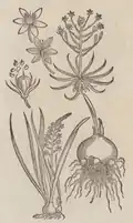 S. 51r
