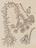 S. 52r